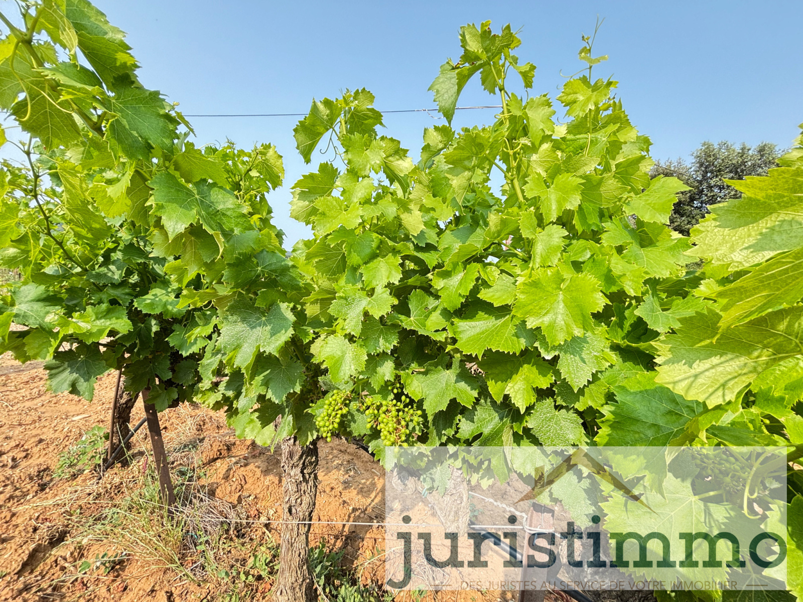 Image_3, Terrains, Rochegude, ref :568