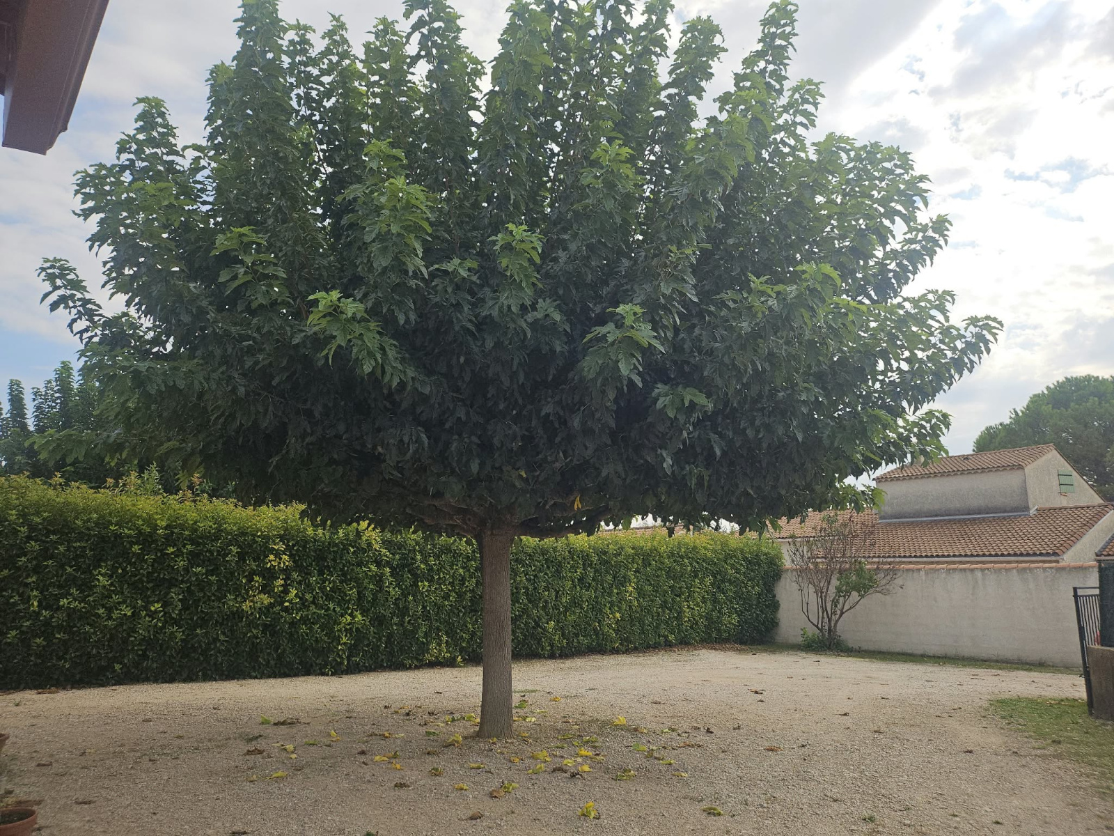 Image_19, Maison, Camaret-sur-Aigues, ref :893 YS