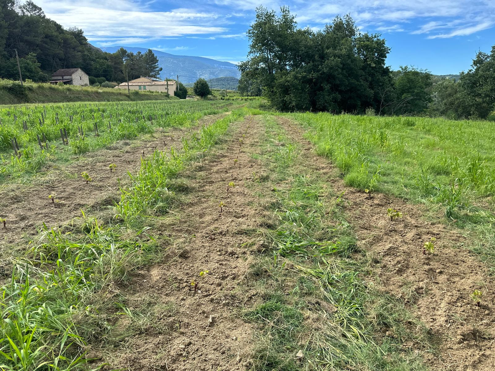 Image_4, Ferme, Faucon, ref :721