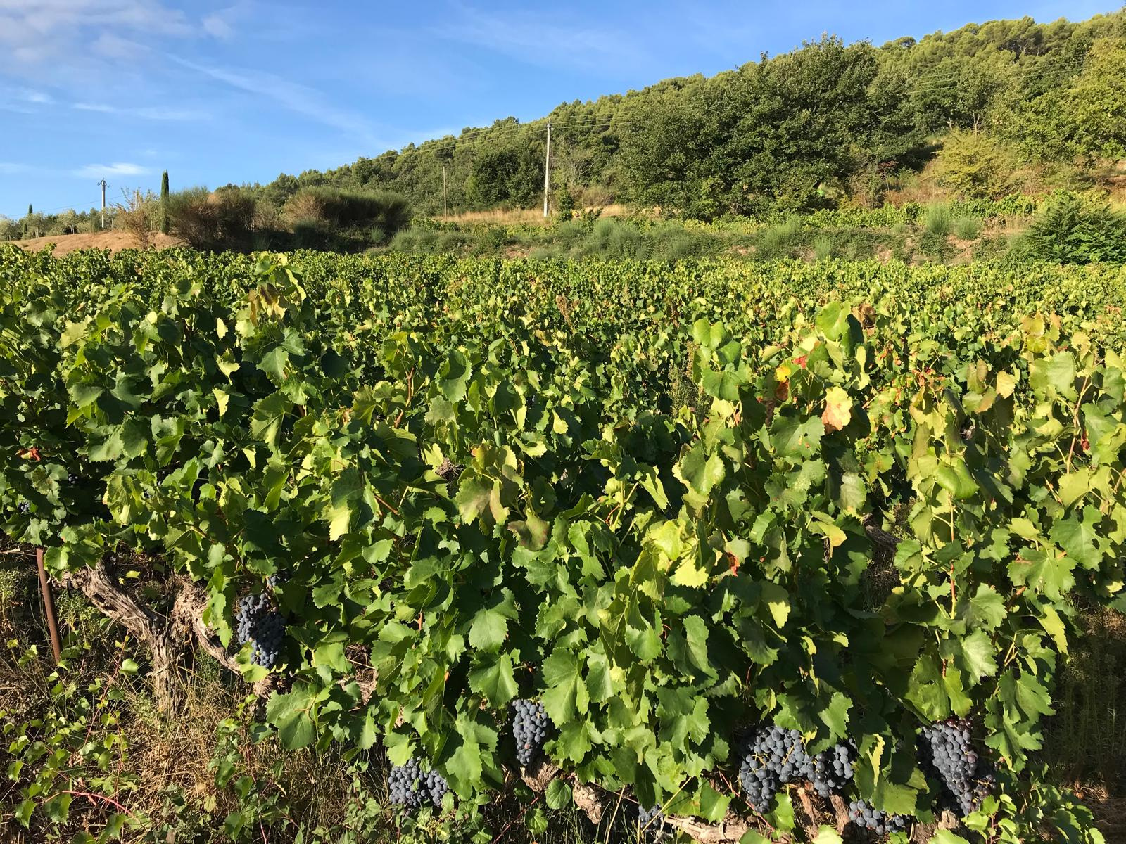 Image_3, Ferme, Faucon, ref :721