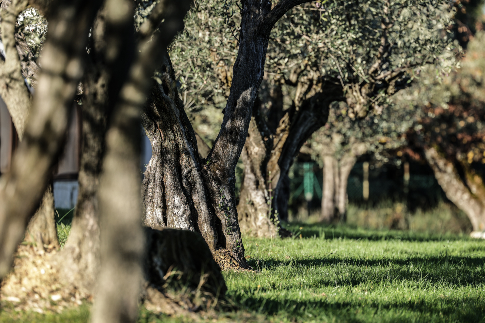 Image_26, Propriete, Vaison-la-Romaine, ref :489